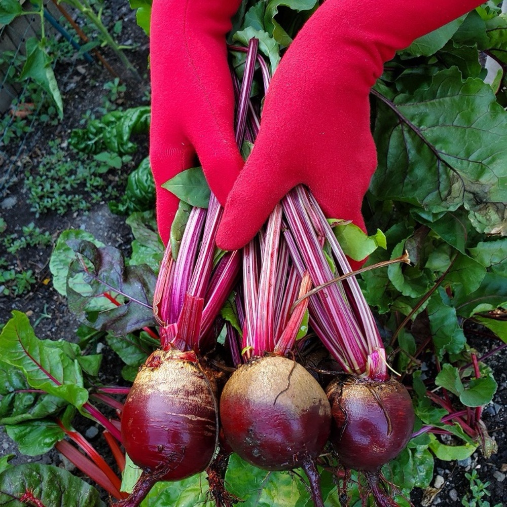 COPY - Foxgloves Long Gardening Gloves Elle - Fuchsia Size Medium - Picture 2 of 2